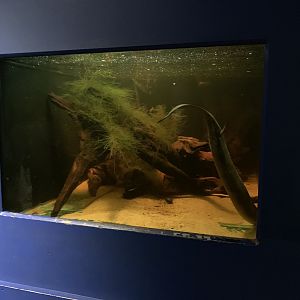 Lungfish Tank at London Zoo (2019)