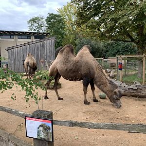 Bactrian Camel Enclosure at London Zoo (2019)