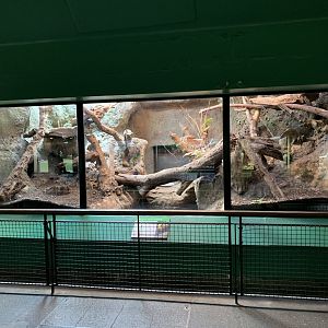 Mindanao Water Monitor Enclosure at London Zoo (2019)