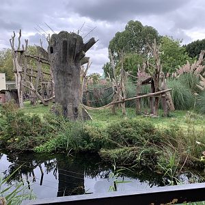 Western Lowland Gorilla Enclosure at London Zoo (2019)