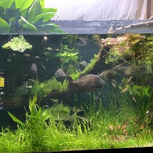 Red-bellied Piranha Tank at London Zoo (2019)