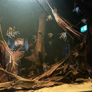 Angelfish Tank at London Zoo (2019)