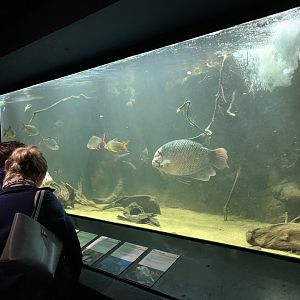 Asian Freshwater Fish Tank at London Zoo (2019)