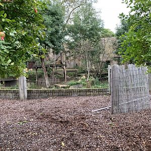 Asiatic Lion Enclosure at London Zoo (2019)