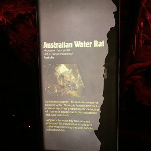 Signage Example (Australian Water Rat) at London Zoo (2019)