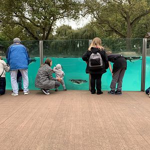 Humboldt Penguin Underwater Viewing at London Zoo (2019)
