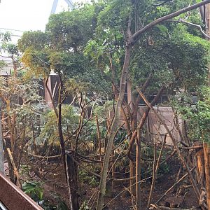Rodrigues Fruit Bat and Two-toed Sloth Enclosure at London Zoo (2019)