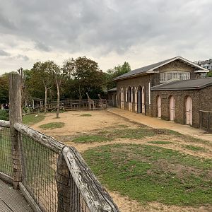 Giraffe Enclosure at London Zoo (2019)