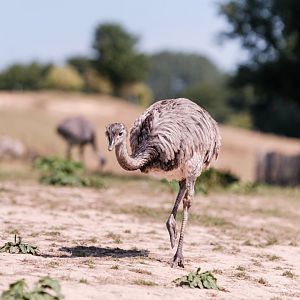 Greater rhea
