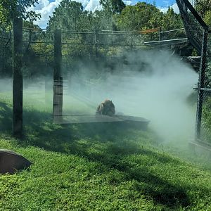 Black Bear in the mist