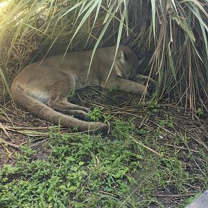 Florida panther