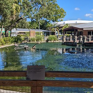 Florida wading birds
