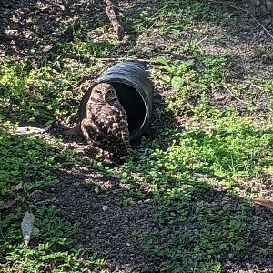 Burrowing owl