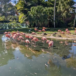 American flamingos