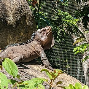 Iguana