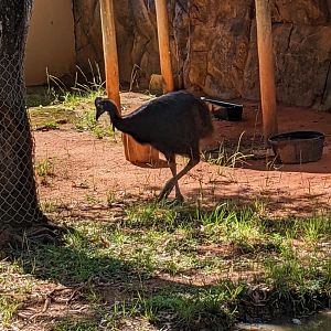 Cassowary