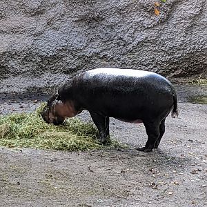 Pygmy hippo