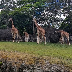 Giraffes