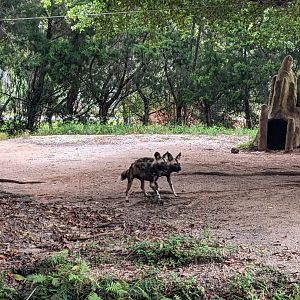 African wild dogs