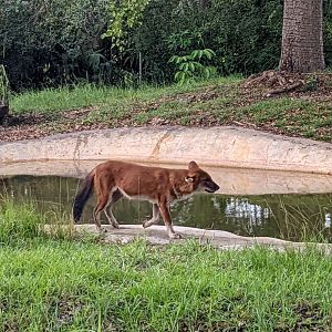 Dhole