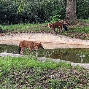 Dholes