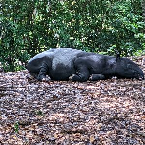 Tapir