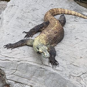 Komodo dragon