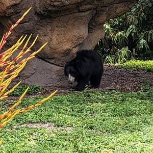 Sloth bear