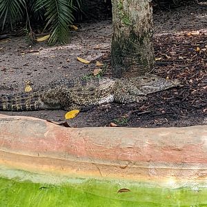 Cuban crocodile