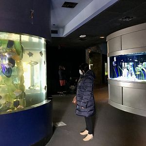 Guest viewing the Aquarium