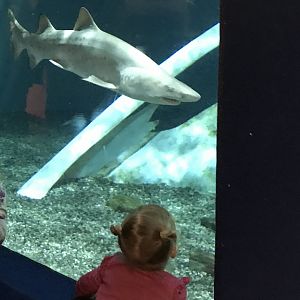 Shark Exhibit