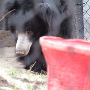 Sloth Bear