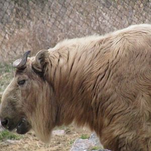 Sichuan Takin