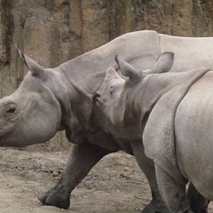 Indian Rhinos
