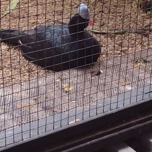 Helmeted Curassow