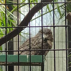 Tawny Frogmouth