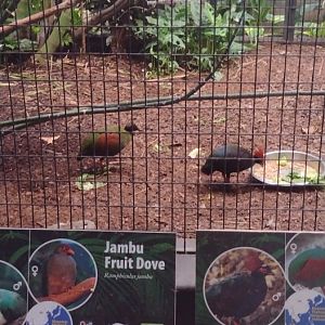 Crested Wood Patridge