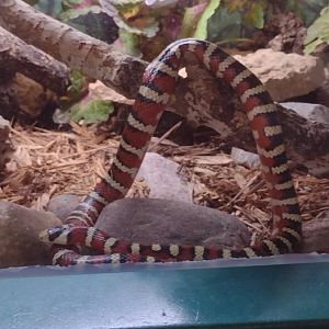 Arizona Mountain Kingsnake