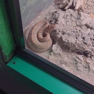 Aruba Rattesnake