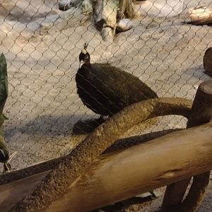Congo peafowl