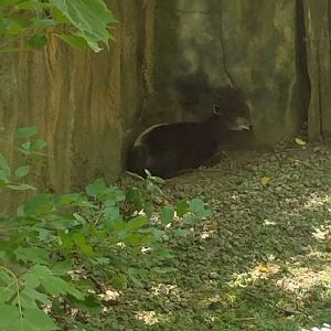 Yellow backed dukeir