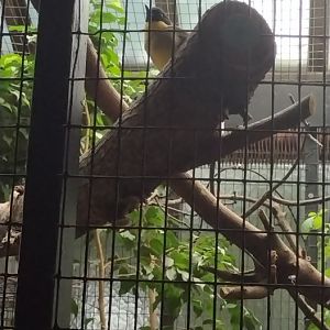 Blue-crowned Laughingtrush