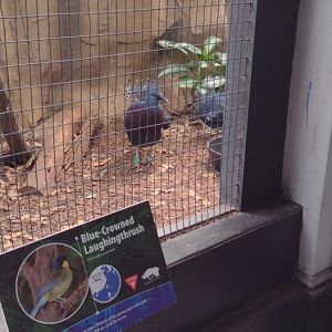 Victoria Crowned Pigeon