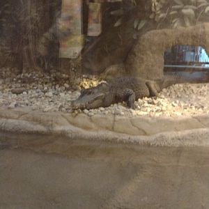 African Dwarf Crocodile