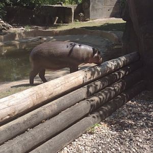 Pygmy Hippo