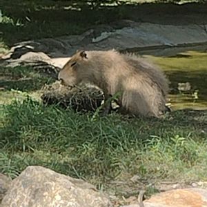 Capybara