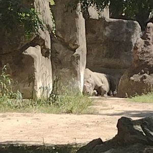 Eastern Black Rhino
