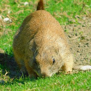 Black-tailed prairie dog