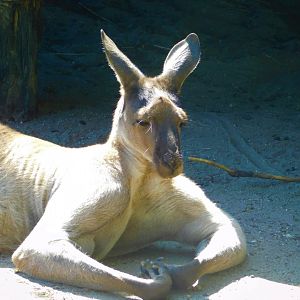 Western gray kangaroo