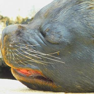 South American sea lion